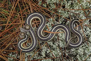Northern Ribbon Snake, Upper Peninsula of Michigan Northern Ribbon Snake, Upper Peninsula of Michigan