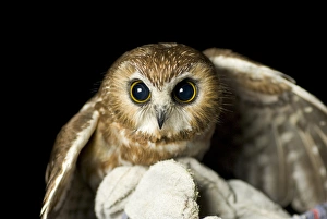 Northern saw-whet owl, Aegolius acadicus, being released from a rehabilitation center Northern saw-whet owl, Aegolius acadicus, being released from a rehabilitation center