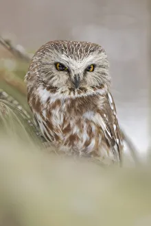 Northern saw-whet owl, Aegolius acadicus, controlled situation, Montana Northern saw-whet owl, Aegolius acadicus, controlled situation, Montana