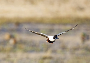 Northern Shoveler duck explodes from pond near Whitefish Montana Northern Shoveler duck explodes from pond near Whitefish Montana
