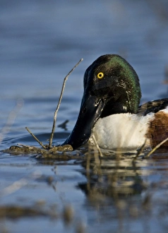 Northern Shoveler feeding, Anas clypeata, Welder flats, Texas Northern Shoveler feeding, Anas clypeata, Welder flats, Texas