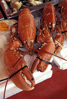 Norway, Bergen. Live lobster in the harbor market Norway, Bergen. Live lobster in the harbor market