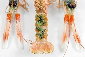 Norway lobster or Dublin Bay prawn, or langoustine or scampi, (Nephrops norvegicus) Norway lobster or Dublin Bay prawn, or langoustine or scampi, (Nephrops norvegicus)