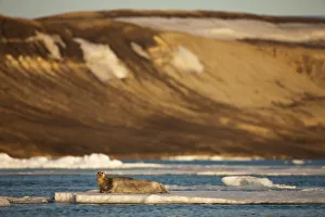 Spitsbergen Island Images Prints: Norway, Svalbard