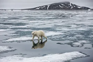 Norway, Svalbard, Nordauslandet, Polar Bear (Ursus maritimus) on fjord ice at Sabinebukta Norway, Svalbard, Nordauslandet, Polar Bear (Ursus maritimus) on fjord ice at Sabinebukta