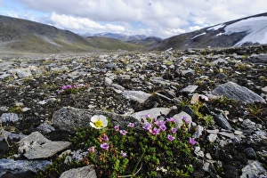 Norway, Troms. Purple Mountain Saxifrage (Saxifraga oppositifolia) and Glacier Buttercup Norway, Troms. Purple Mountain Saxifrage (Saxifraga oppositifolia) and Glacier Buttercup