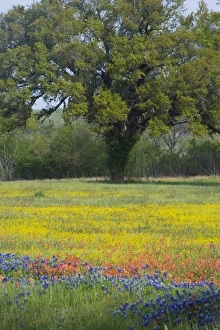 Oak Tree and field of wildflowers, Blue Bonnets, Indian Paint Brush and Coreopsis Oak Tree and field of wildflowers, Blue Bonnets, Indian Paint Brush and Coreopsis