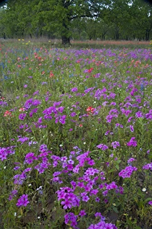 Oak tree and field of wildflowers near Devine Texas Oak tree and field of wildflowers near Devine Texas