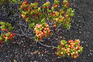 Ohelo berries on the Devastation Trail, Hawaii Volcanoes National Park, Hawaii, USA Ohelo berries on the Devastation Trail, Hawaii Volcanoes National Park, Hawaii, USA