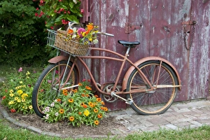 Old bicycle with flower basket next to old outhouse garden shed. Red Wing Begonias Old bicycle with flower basket next to old outhouse garden shed. Red Wing Begonias
