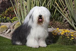 An Old English Sheepdog sitting in front of a cactus garden An Old English Sheepdog sitting in front of a cactus garden