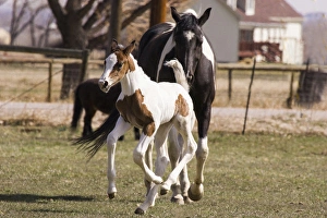 Oldenburg warmblood horse, filly, foal jumping and running Oldenburg warmblood horse, filly, foal jumping and running