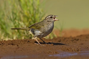 Olive Sparrow (Arremonops rufivirgatus) drinking at pond, s. Texas Olive Sparrow (Arremonops rufivirgatus) drinking at pond, s. Texas