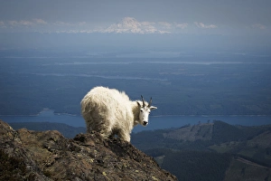 Olympic National Forest, Mount Ellinore. Mountain goat with Mount Rainier in background Olympic National Forest, Mount Ellinore. Mountain goat with Mount Rainier in background
