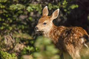 Olympic National Park, Hurricane Ridge. Black Tail deer fawn along the Cirque Rim Olympic National Park, Hurricane Ridge. Black Tail deer fawn along the Cirque Rim