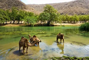 Oman Desert Photography Prints: Oman, Wadi darbat