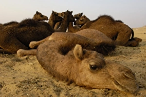 One-humped Arabian or Dromedary camels (Camelus dromedaries One-humped Arabian or Dromedary camels (Camelus dromedaries