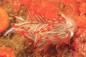 Opalescent Nudibranch (Hermissenda crassicornis), Saint Lazerius Island near Sitka, S Opalescent Nudibranch (Hermissenda crassicornis), Saint Lazerius Island near Sitka, S