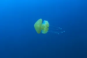 open water jellyfish, near San Diego, CA, USA open water jellyfish, near San Diego, CA, USA