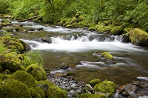 OR, Columbia River Gorge National Scenic Area, Tanner Creek OR, Columbia River Gorge National Scenic Area, Tanner Creek