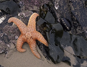 OR, Oregon Coast, Bandon, Ochre sea star and kelp OR, Oregon Coast, Bandon, Ochre sea star and kelp
