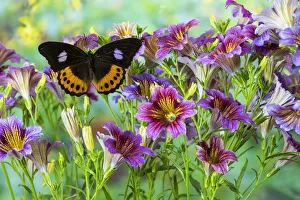 Orange, black, lilac tropical butterfly, Hypolimnas pandarus pandora, with large group Orange, black, lilac tropical butterfly, Hypolimnas pandarus pandora, with large group
