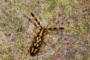 Orange & Black Long-horned Beetle (Batus barbicornis), Yasuni National Park, Amazon Rainforest Orange & Black Long-horned Beetle (Batus barbicornis), Yasuni National Park, Amazon Rainforest