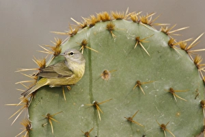 Orange-crowned Warbler (Vermivora celata) perched on prickly pear cactus spine Orange-crowned Warbler (Vermivora celata) perched on prickly pear cactus spine