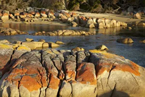 Rock Formations In Australia Prints: Orange Lichen on