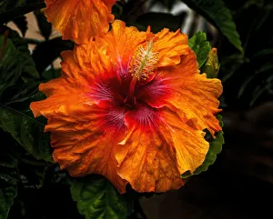 Orange tropical fiesta hibiscus flowers, Easter Island, Chile Orange tropical fiesta hibiscus flowers, Easter Island, Chile