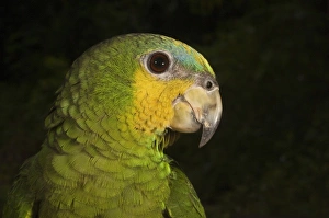 Guyana Wildlife Prints: Orange-winged Parrot