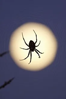 Full Moon Photography Prints: Orb spider on web