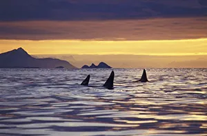 Marine Wildlife Photos Prints: Orca or Killer