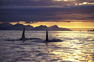 Related Prints: Danita Delimont Orca Print