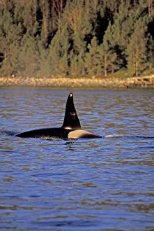 Orca Whale Prints: Orca or Killer whale