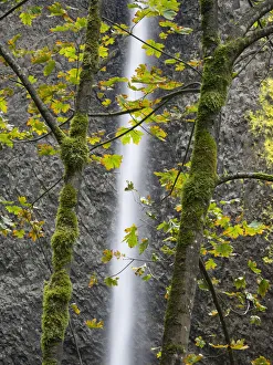 Oregon, Columbia River Gorge National Scenic Area, Latourell Falls Oregon, Columbia River Gorge National Scenic Area, Latourell Falls