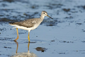 Oregon, a Lesser Yellowlegs (Tringa flavipes) Oregon, a Lesser Yellowlegs (Tringa flavipes)