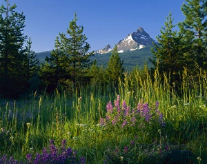 Oregon. USA. Mount Washington at sunrise above conifers, lupine, & grasses Oregon. USA. Mount Washington at sunrise above conifers, lupine, & grasses
