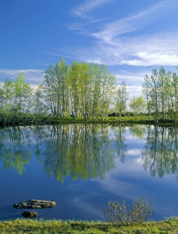 OREGON. USA. Pond reflects aspen & cirrus clouds at sunrise on Steens Mountain. Steens OREGON. USA. Pond reflects aspen & cirrus clouds at sunrise on Steens Mountain. Steens