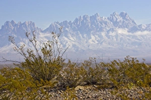 Organ Mountains with snow and creosote bush in foreground, clouds around peaks, east of Las Cruces Organ Mountains with snow and creosote bush in foreground, clouds around peaks, east of Las Cruces
