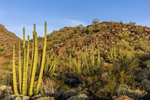 Organ Pipe cactus in Organ Pipe National Monument, Arizona, USA Organ Pipe cactus in Organ Pipe National Monument, Arizona, USA