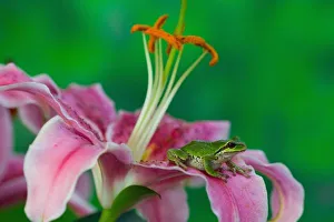 Oriental Lily and Pacific tree frog resting on its petals, Sammamish Washington Oriental Lily and Pacific tree frog resting on its petals, Sammamish Washington