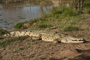 Orinoco Crocodile (Crocodylus intermedius) captive juvenile for release into the wild Orinoco Crocodile (Crocodylus intermedius) captive juvenile for release into the wild