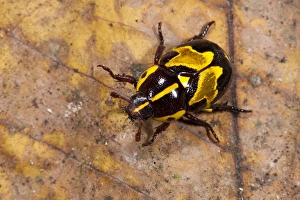 Ornate Beetle (Coleoptera), Yasuni National Park, Amazon Rainforest, ECUADOR Ornate Beetle (Coleoptera), Yasuni National Park, Amazon Rainforest, ECUADOR