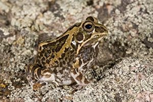 Ornate Frog Hildebrandtia ornata Native to South Africa Ornate Frog Hildebrandtia ornata Native to South Africa