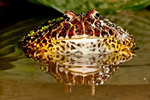 Ornate Horn Frog, Ceratophrys ornata, Native to Northern South America Ornate Horn Frog, Ceratophrys ornata, Native to Northern South America