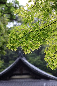 Ornately designed roof and Japanese Maple Leaves in their bright green Spring foliage Ornately designed roof and Japanese Maple Leaves in their bright green Spring foliage