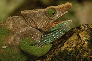 Oshaughnessyi Chameleon (Calumma Oshaughnessyi). Madagascar Oshaughnessyi Chameleon (Calumma Oshaughnessyi). Madagascar