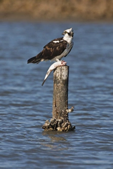 Osprey (Pandion haliaetus) perched with fish, Texas Osprey (Pandion haliaetus) perched with fish, Texas