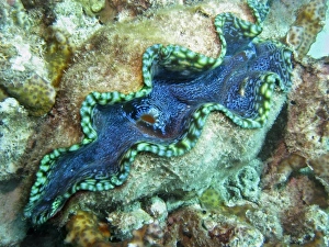 Outlet Siphon, Giant Clam, Agincourt Reef, Great Barrier Reef, North Queensland Outlet Siphon, Giant Clam, Agincourt Reef, Great Barrier Reef, North Queensland
